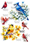 A5 Notebook Birds