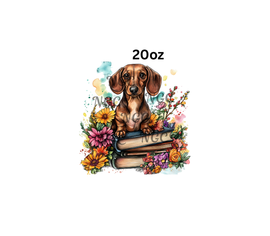 20oz dachshund on books